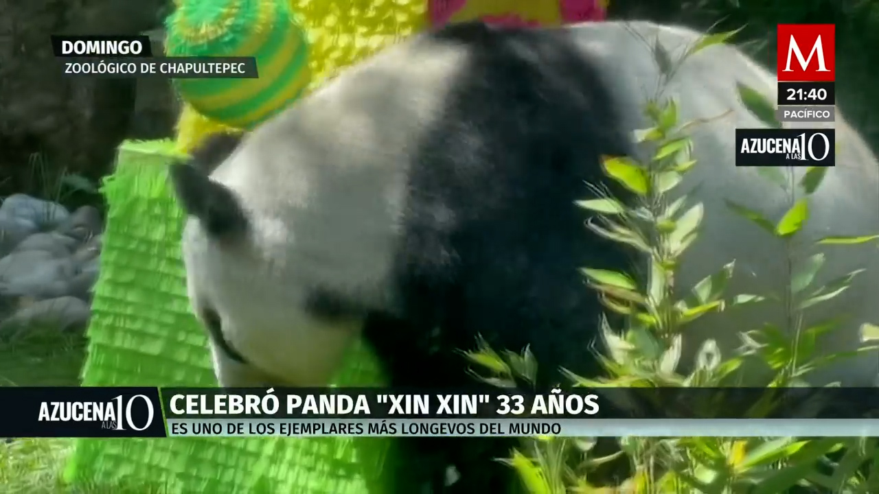 Celebremos el cumpleaños número 33 de Xin Xin, el adorable panda de Chapultepec