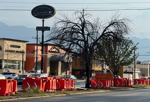 Al momento se desconocen los motivos de por qué unos árboles se secaron en medio de los que sí reverdecieron. Mayte Villasana