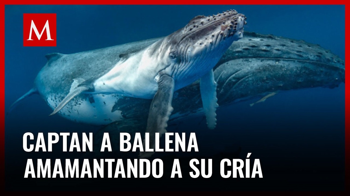 Histórico avistamiento: ballena jorobada amamanta a su cría en aguas colombianas
