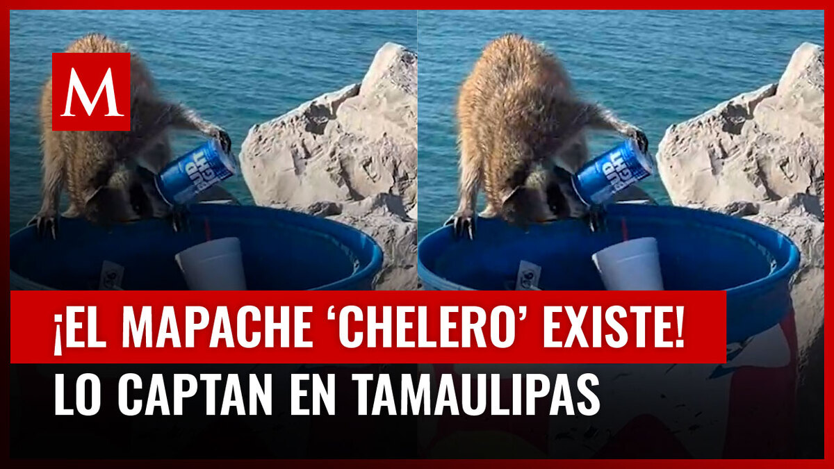 Un mapache fue grabado en Miramar tomando cerveza de una lata y usuarios de redes reaccionaron