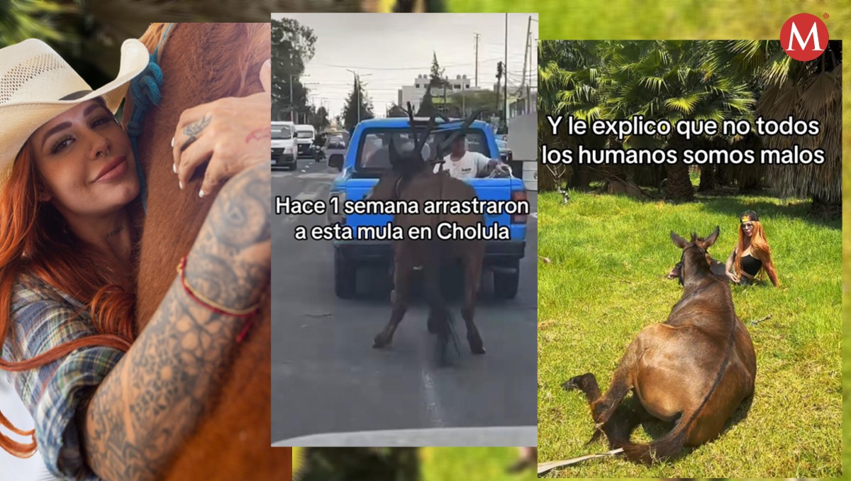 Rescate de mula en Cuacolandia | Diseño Milenio