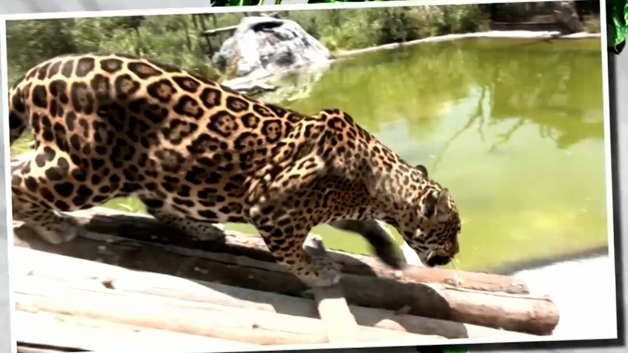 Santuario Jaguar'; el hogar en Edomex para jaguares rescatados