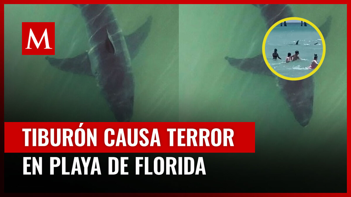 Turistas vivieron un aterrador momento al ser sorprendidos por un tiburón en Florida