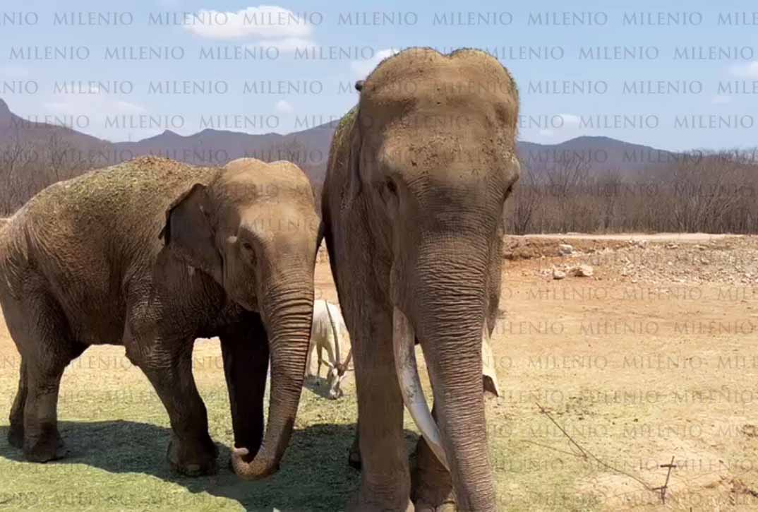 Big Boy, el elefante rescatado de un circo se casará en el santuario Ostok en Sinaloa. (Carlos Raeb Morales)