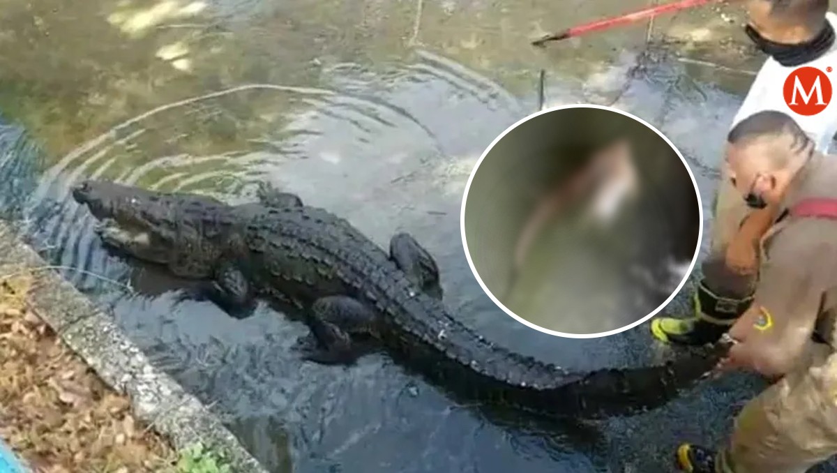 Cocodrilos en la laguna del Carpintero. (Especial)