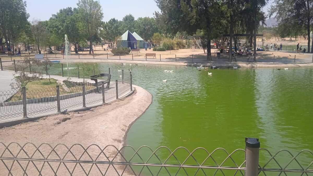 Nuevamente están muriendo patos en el Parque Metropolitano. (Diana Barajas)