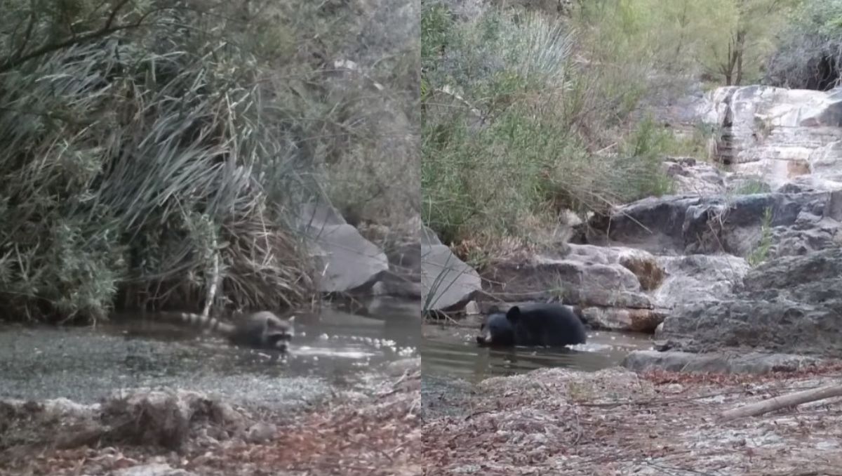 Un oso y un mapache fueron captados quitándose el calor. (Especial)