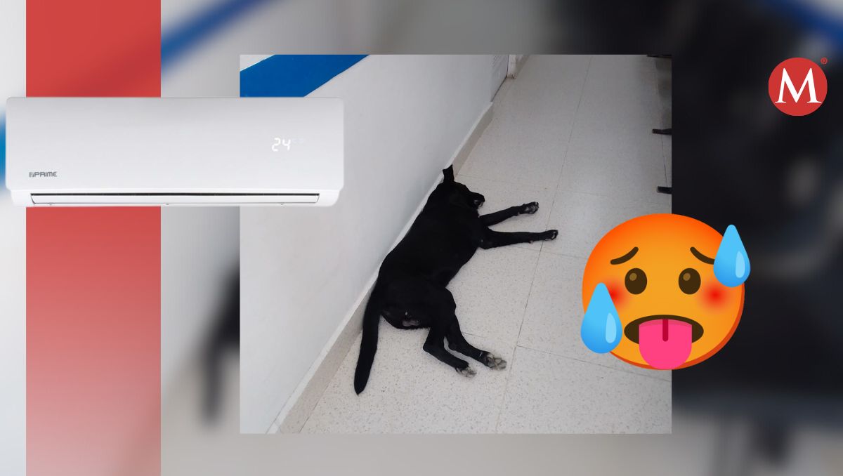 Un 'lomito' ingresó al consultorio de una de las farmacias. (Especial)