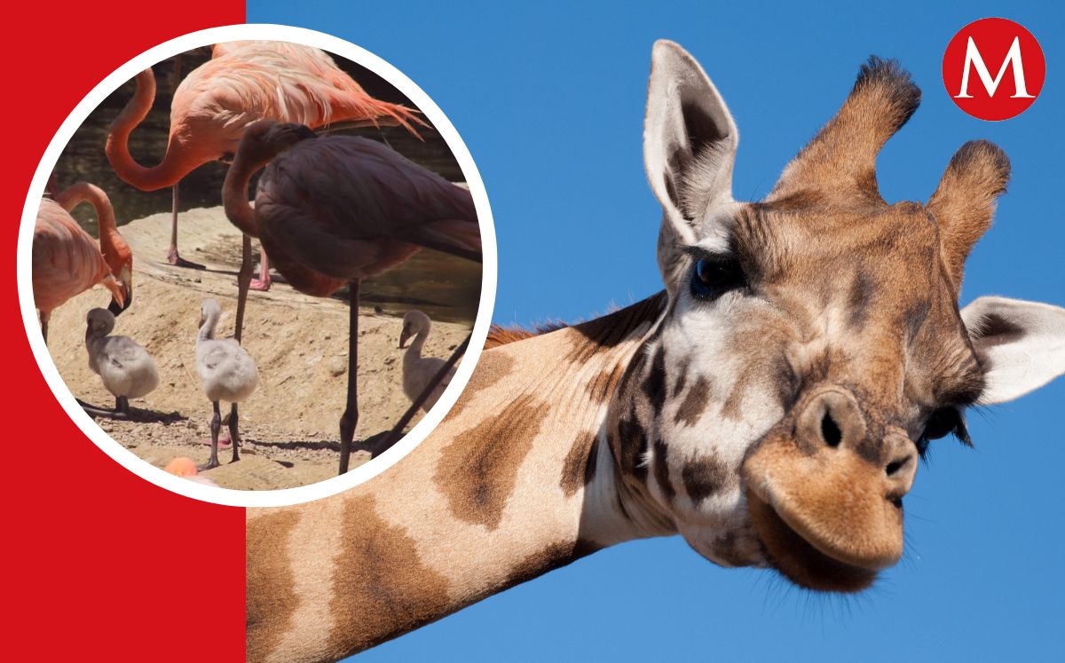 Especial | Zoológico de León recibe a 119 nuevos habitantes de diferentes especies