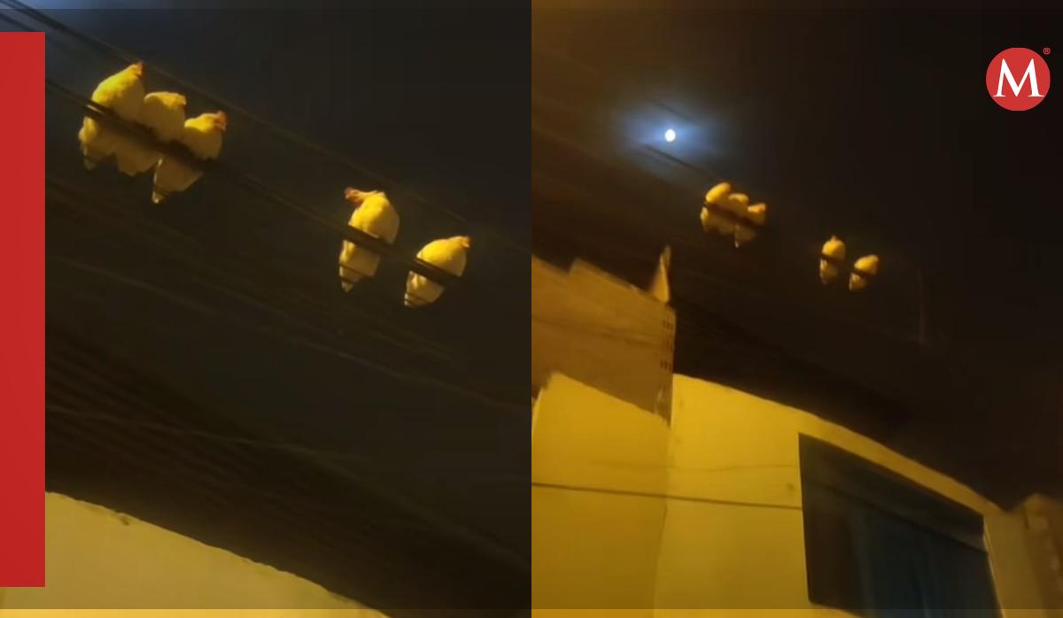 Gallinas sobre los cables eléctricos / TikTok