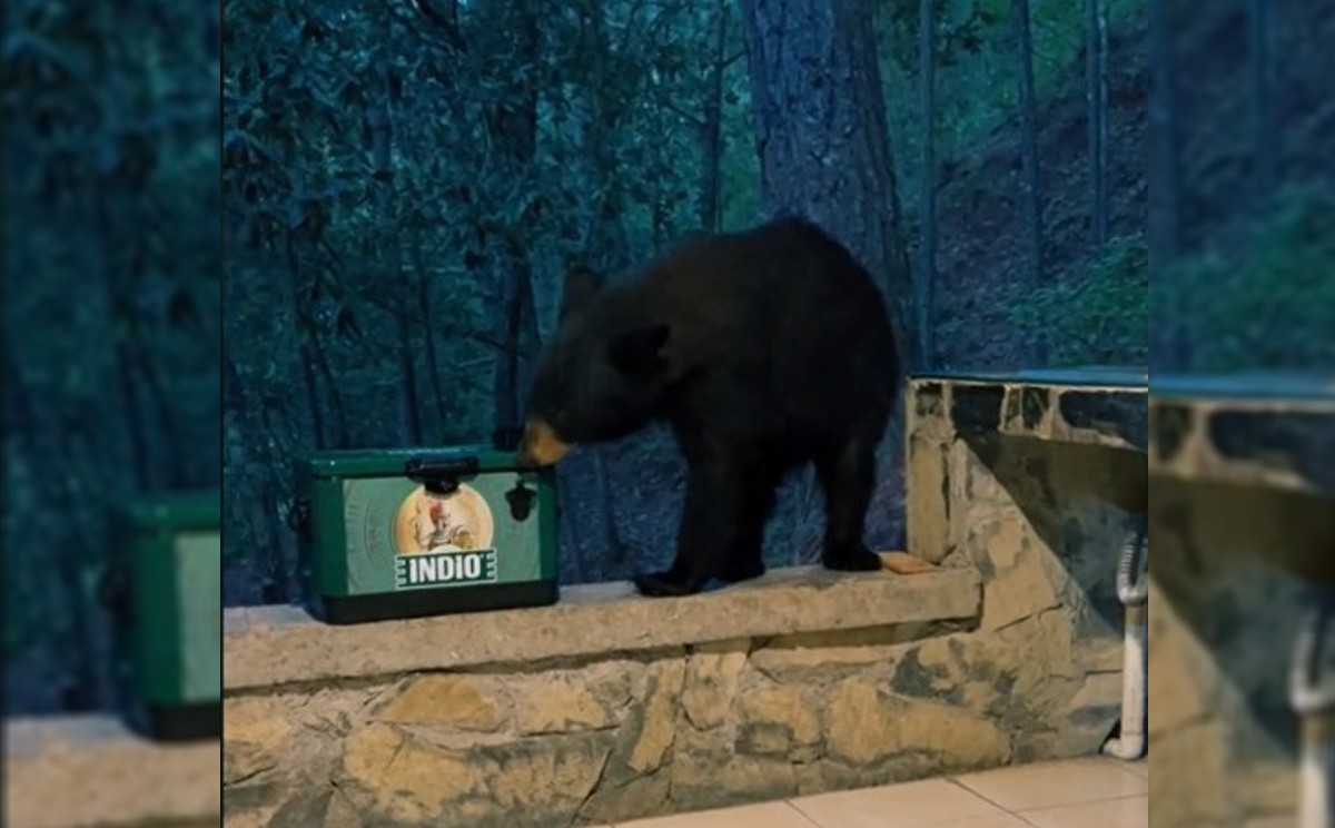 El oso llegó en busca de comida. Foto: Especial