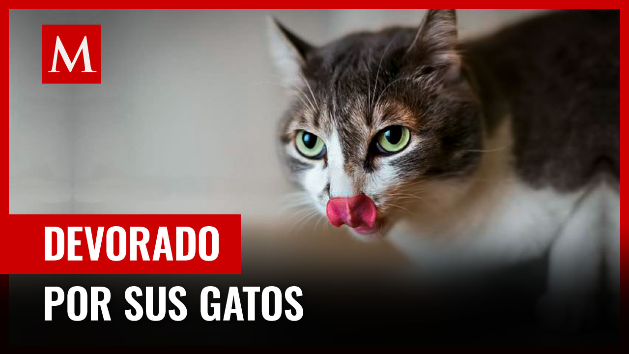 Hallan a hombre muerto en Argentina; presentaba signos de ser devorado por sus gatos
