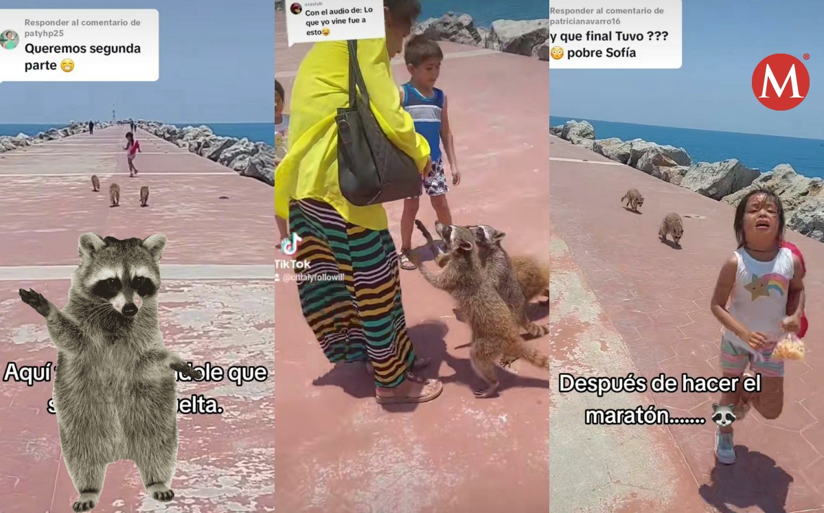 Mapaches de playa Miramar corretean a niña y le roban comida
