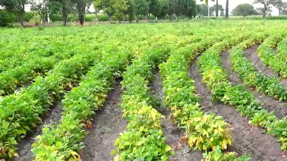 Los quelites, biodiversidad en la mesa | Conexión Milenio