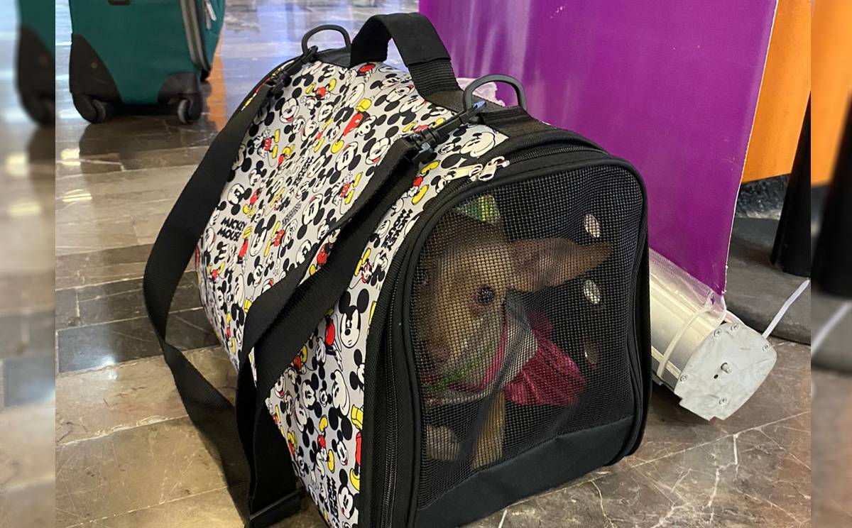 El perrito se encuentra dentro de una maleta que tiene dibujos de Mickey Mouse. Foto: Especial