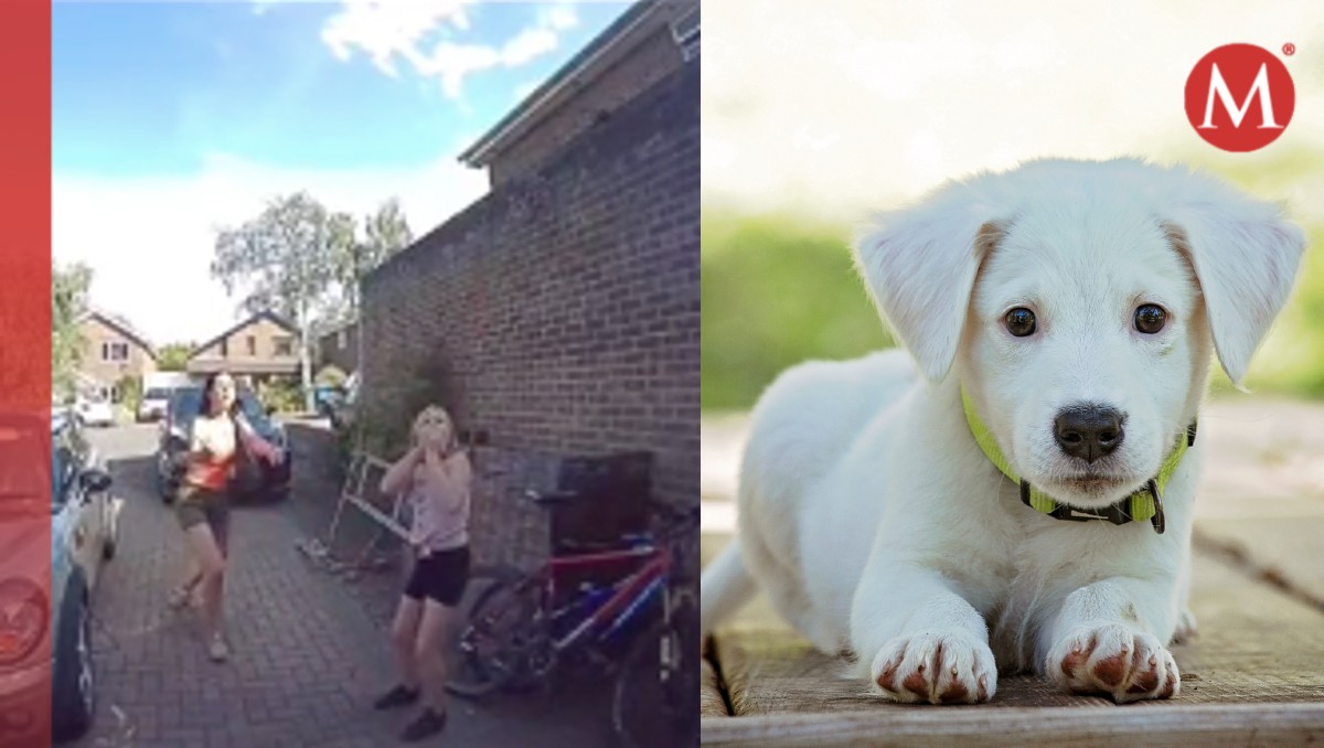 Perrito se lanzó del techo y así lo rescataron. | ESPECIAL