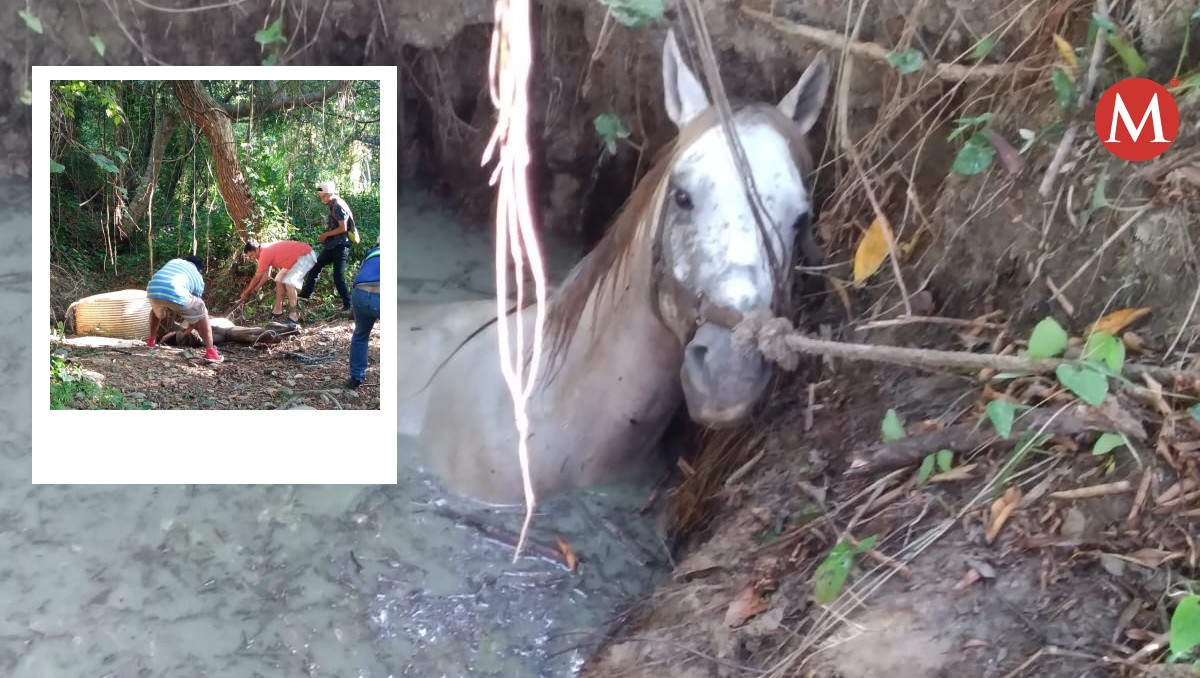 Salvan de morir ahogado a caballo que cayó a pozo en norte de Veracruz