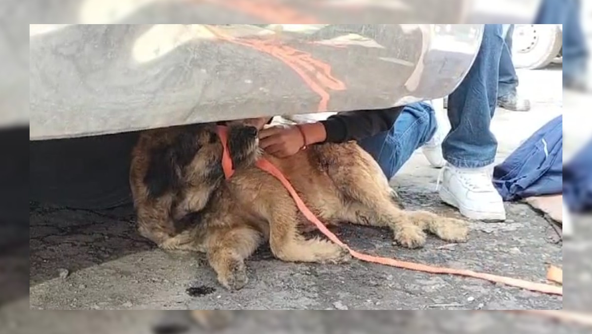 Sobrevive 'Barbitas' del ataque en la Central de Abasto en Toluca (Especial)
