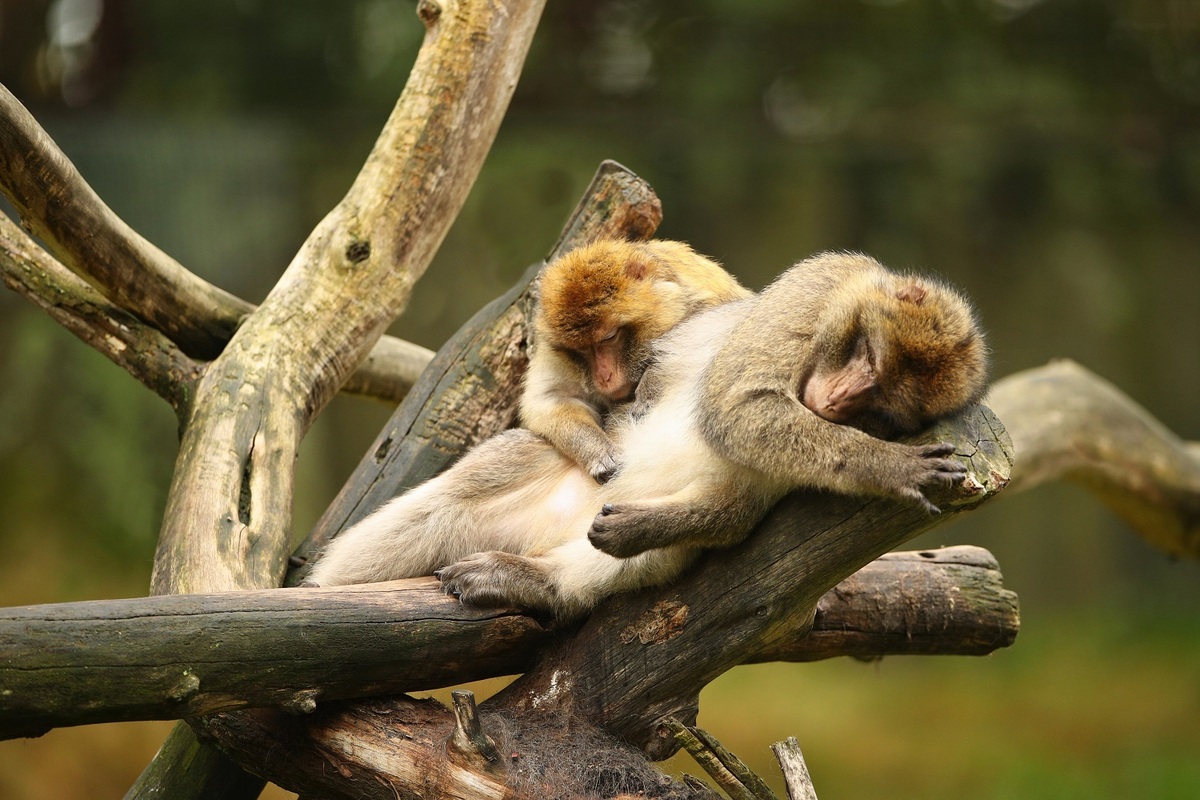 Fue estudiado el comportamiento homosexual en monos macacos. | Freepik