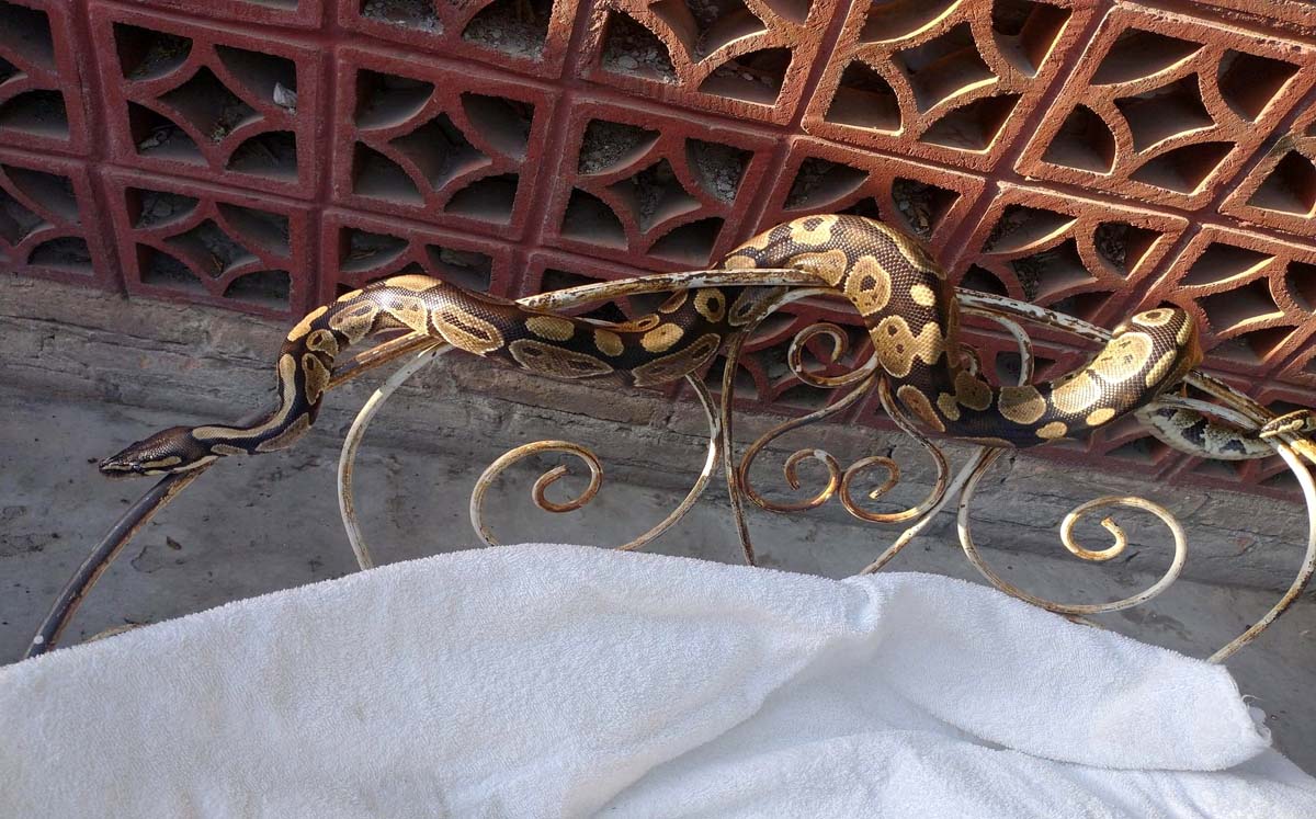 La joven asegura que la serpiente no es agresiva y no tiene veneno. (Cortesía)