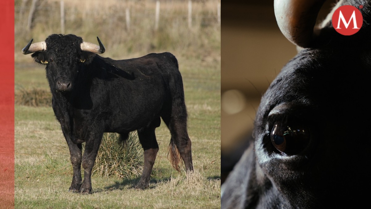 Toro murió ahogado durante fiestas españolas. | ESPECIAL
