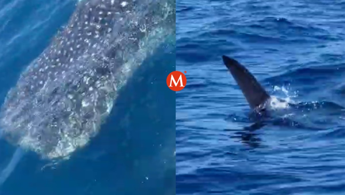 Captan a tiburón ballena cerca de las costas de Tamaulipas