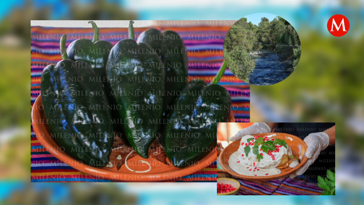 Chile poblano cultivado en el Atoyac | Andrés Lobato/ Diseño Milenio