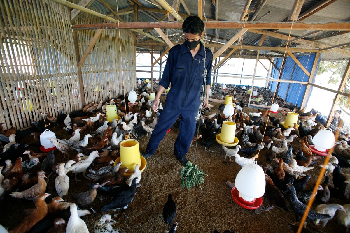 Criadero de gallinas / Twitter