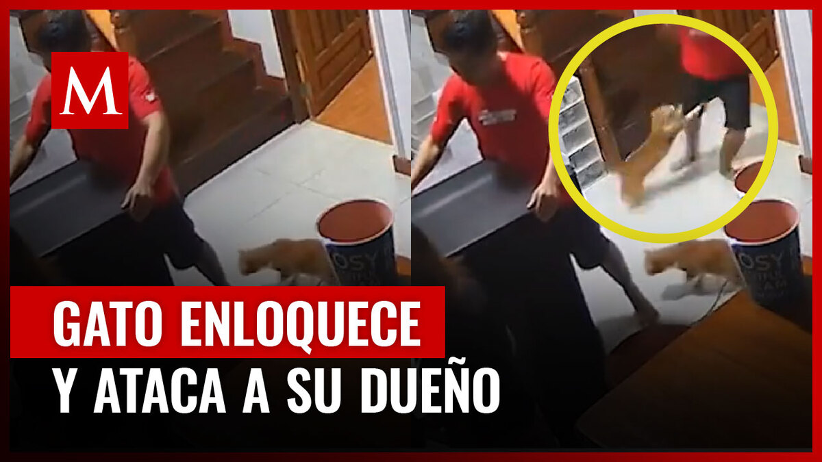 Un gato mordió y rasguñó a su dueño mientras él acomodaba muebles, lo que causó impresión a usuarios