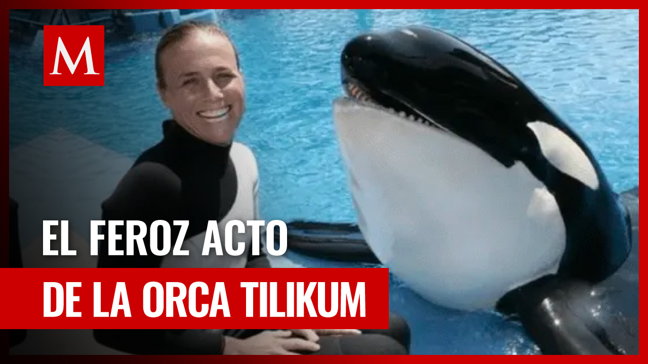 La historia de Tilikum: la orca en cautiverio que asesino a su entrenadora