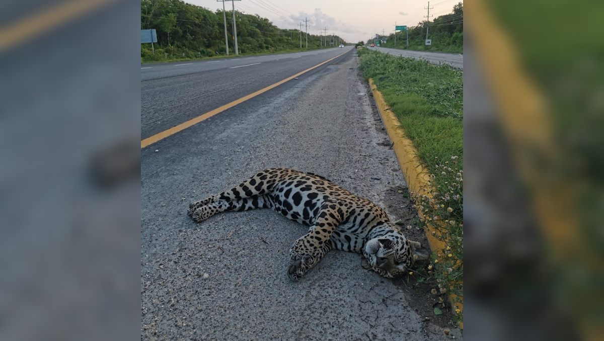 El jaguar fue reportado por automovilistas en una carretera federal de Quintana Roo. | Especial