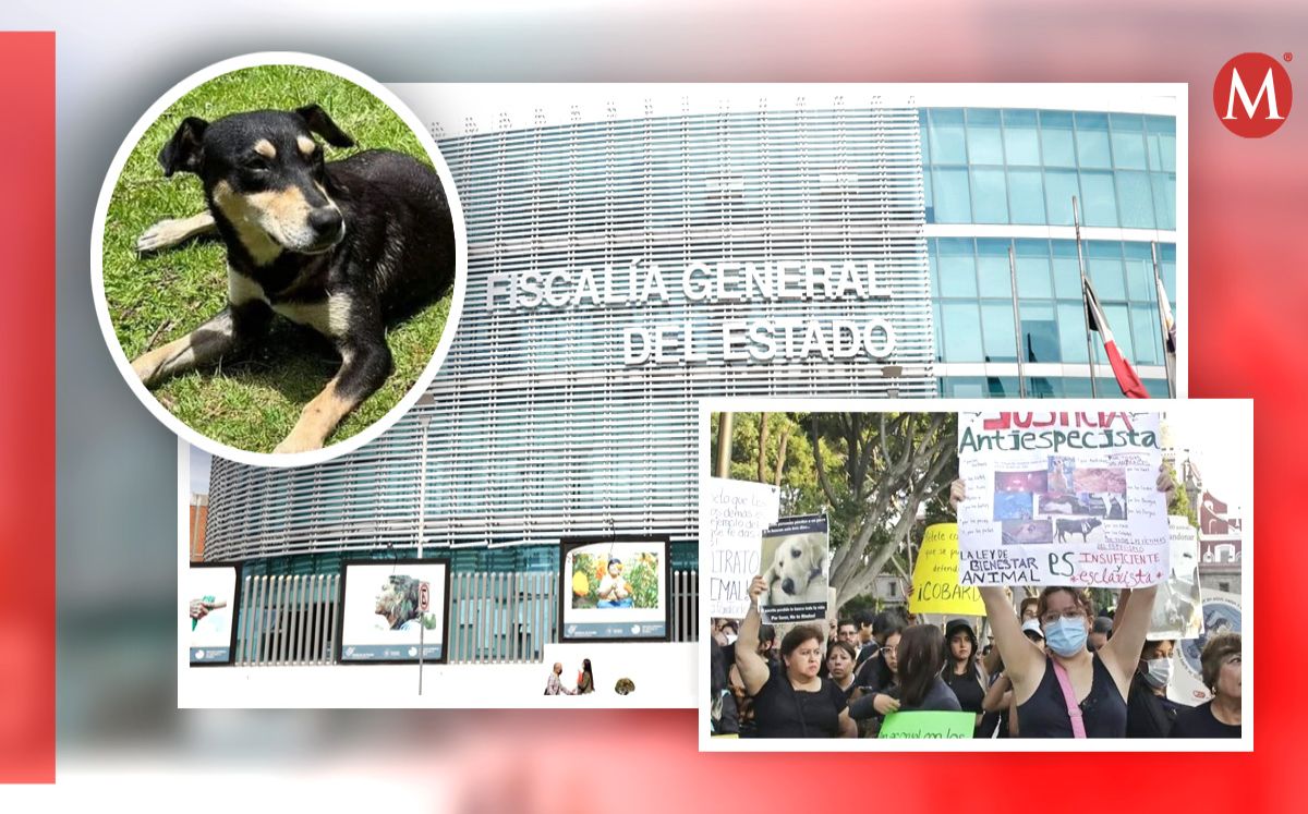 Casos de maltrato animal en Puebla | Agencia Enfoque | Abigail García | Diseño Milenio