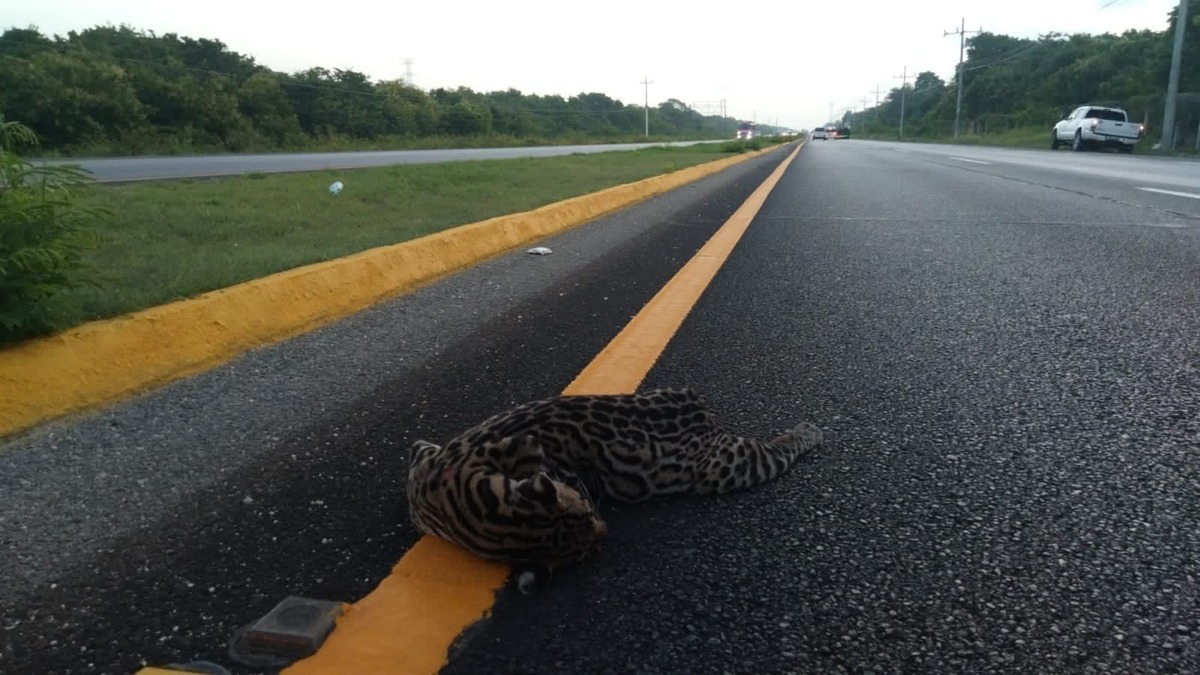 Muere un ocelote, especie en peligro de extinción, en carretera de Quintana Roo. | Especial