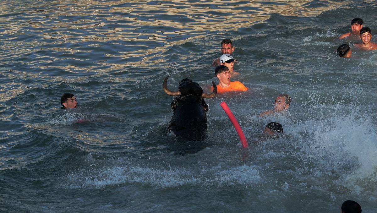 El objetivo de Bous a la mar es lanzar toros al agua. (AnimaNaturalis).