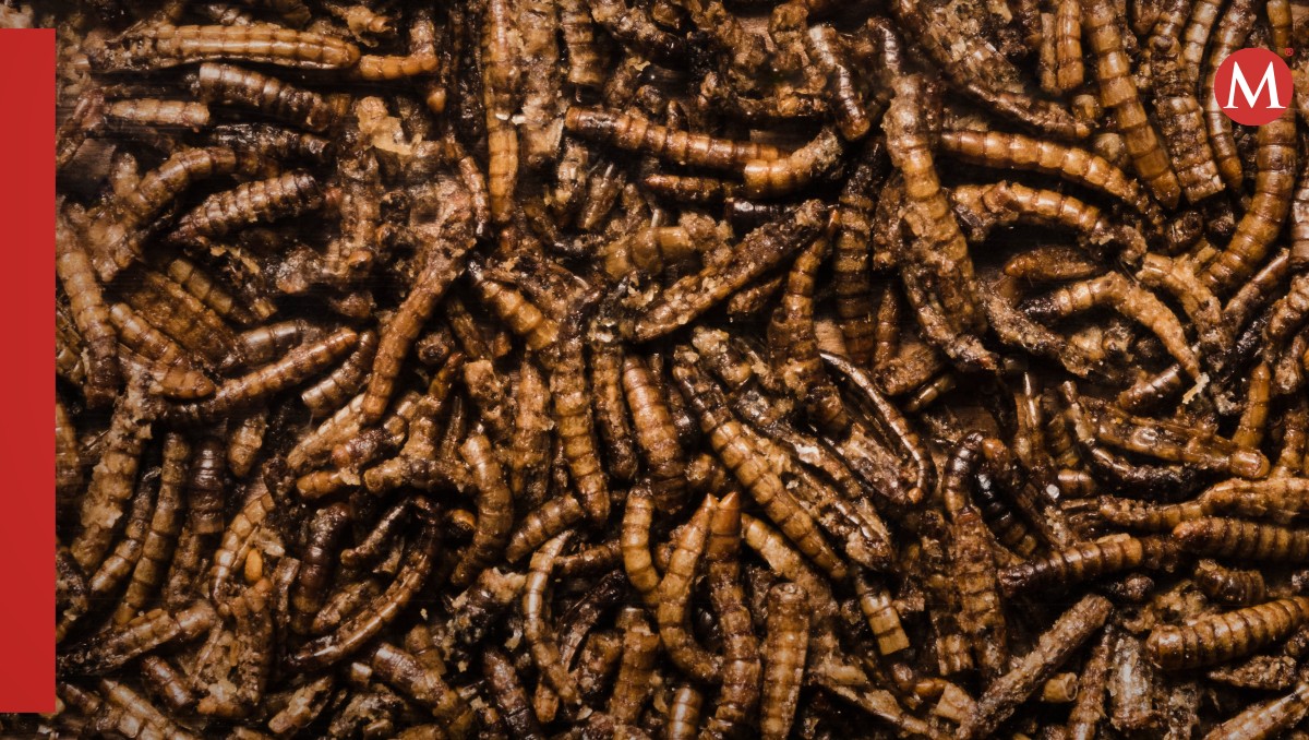 En 2022, el valor de ventas de insectos comestibles en México alcanzaron los 50 mdd. | Freepik