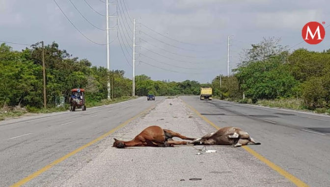 Arrollan y matan dos caballos en corredor urbano de Altamira