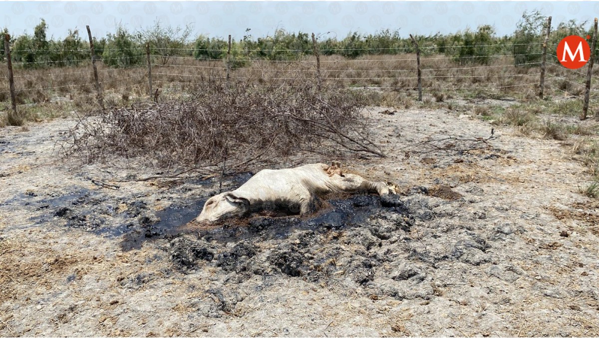 Más de 12 emanaciones de crudo están contaminando Vuelta de las Yeguas