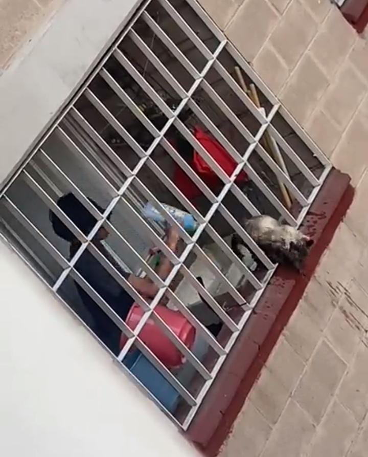 Joven golpea brutalmente a gato en cdmx