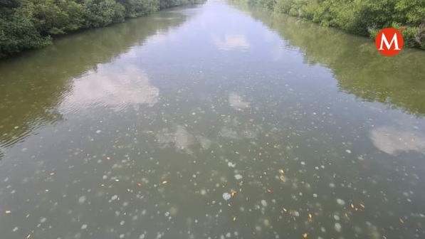 Medusas invaden cuerpo de agua en el norte de Veracruz