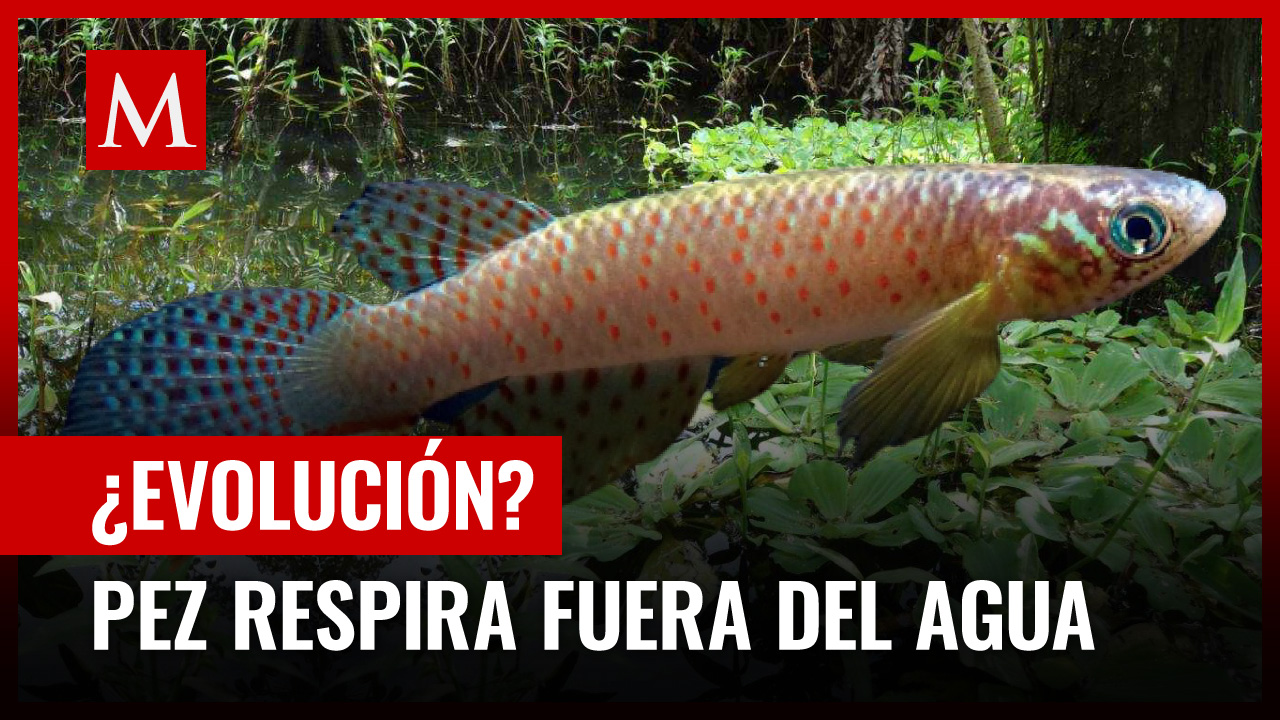 En Bolivia, hallan pez que sobrevive fuera del agua y que cambia su forma de respirar