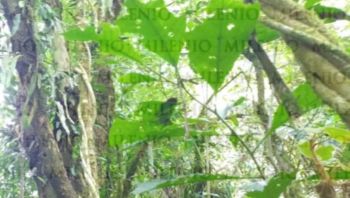 Encuentran cabeza humana colgando en árbol de Teziutlán | Especial