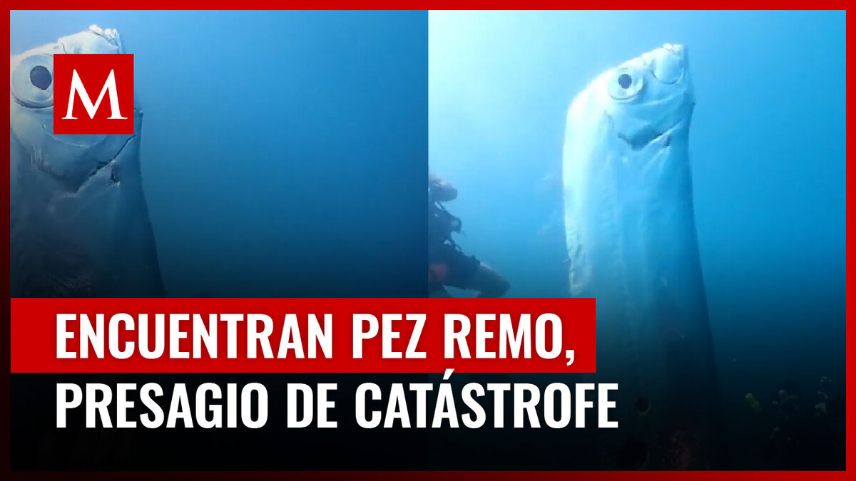 El pez remo fue visto en Taiwán por un grupo de buzos y es relacionado con desastres naturales