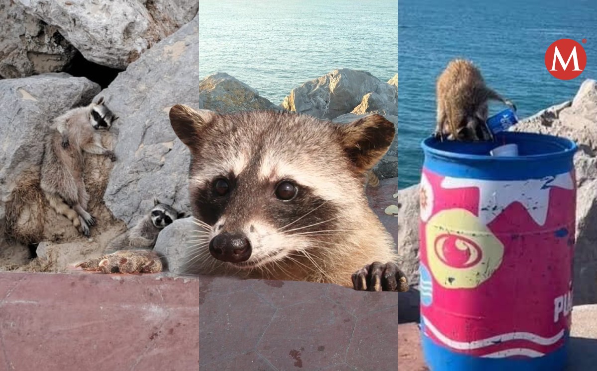 Qué está pasando con los mapaches de playa Miramar