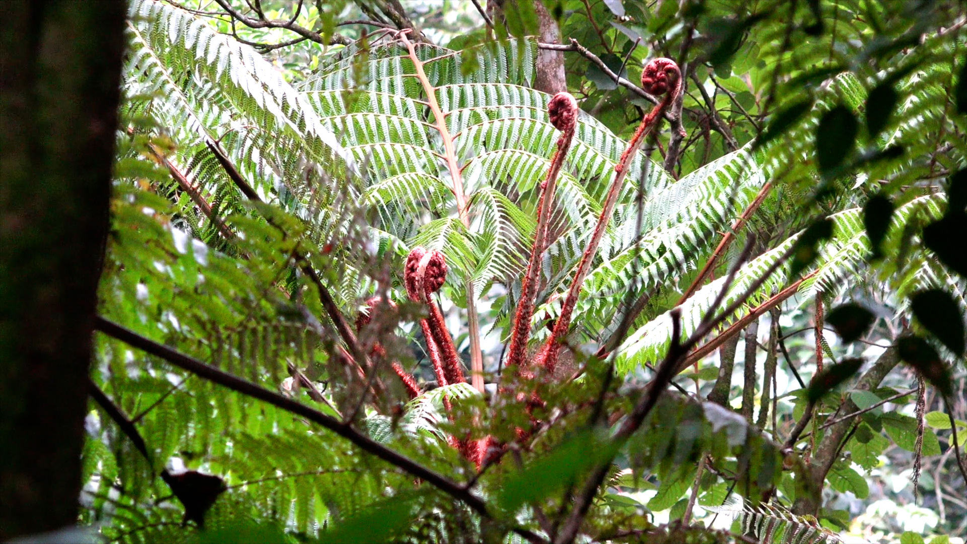 Viajes al Pasado Remoto | Conexión Milenio