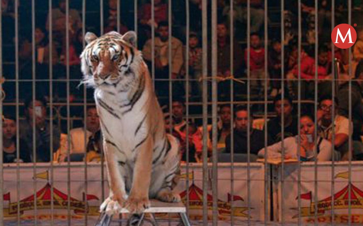 Animales de circo.