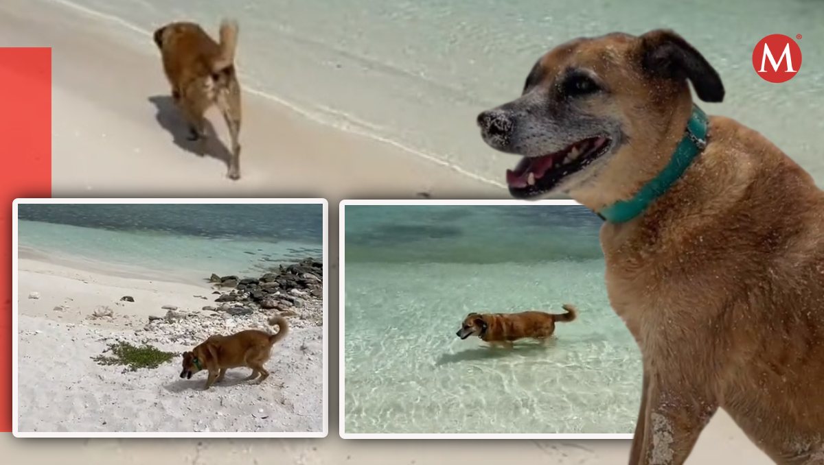 El perrito también disfruta de la playa y se mete al mar. | Tomado de TikTok  @notalabamahannah