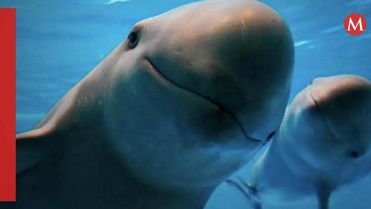 Razones por las la vaquita marina  es una especie en peligro de extinción