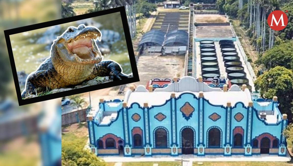 Santuario de cocodrilos en Tampico superaría los 10 millones de pesos