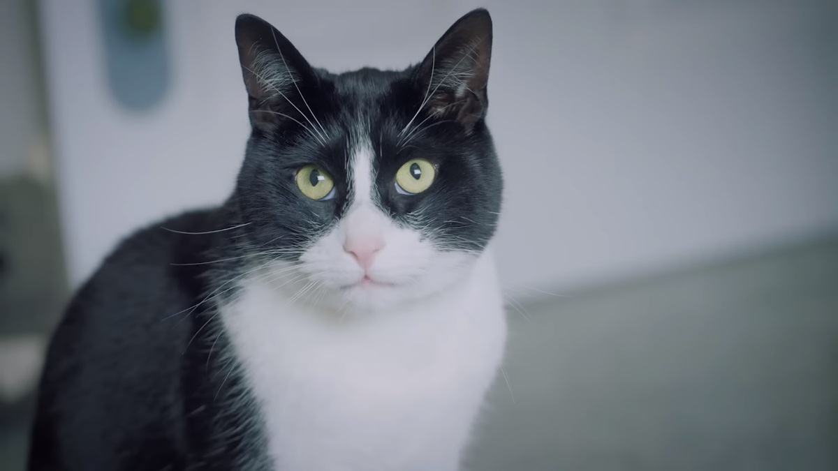 Zebby, un gato blanco de Chesterfield | Captura
