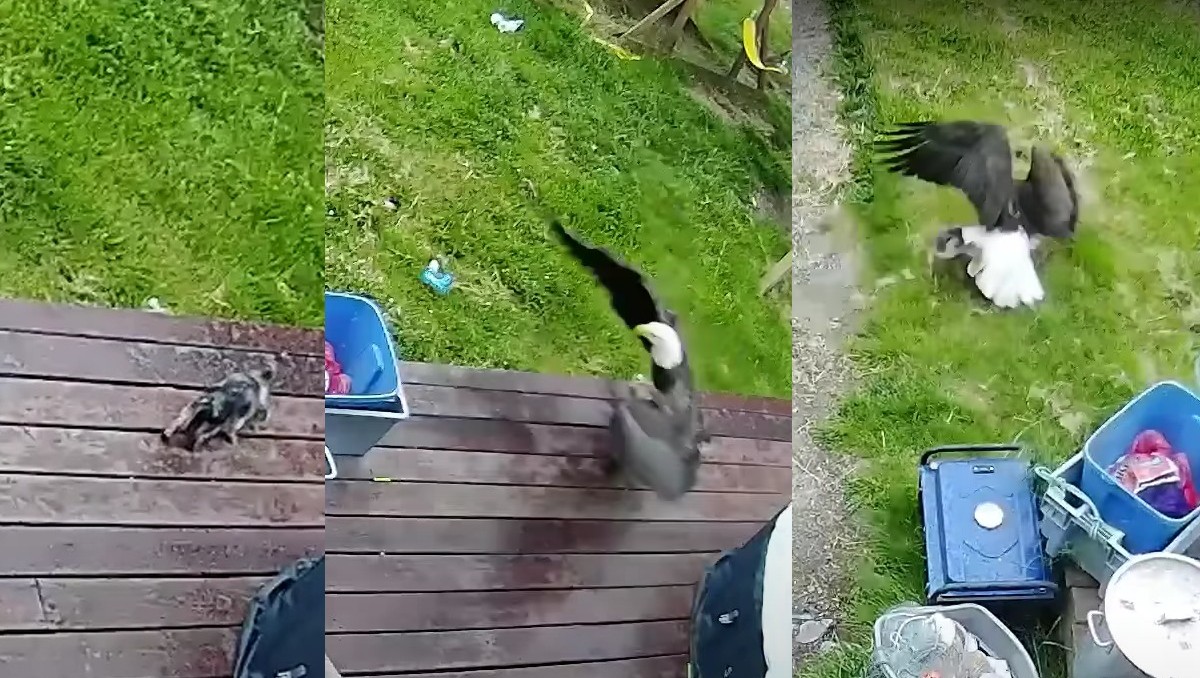 Águila se lleva a perrito | Captura